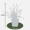 a5d84e0a077642028942dfbed3ef0fdef18caacb7903422496647ef2f236c490.jpg Liriope muscari 'Ingwersen' | 3 Stücke