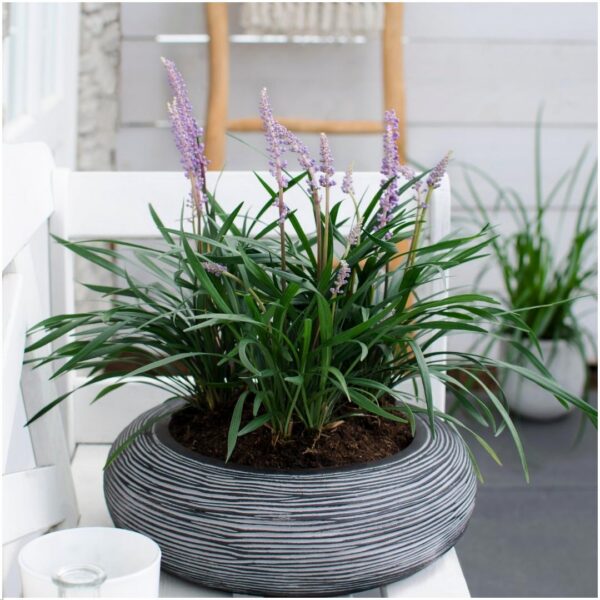 62374980dd5743d9bf22988106d65674ce50593456b441c1a7139f426235e599.jpg Liriope muscari 'Ingwersen' | 6 Stücke