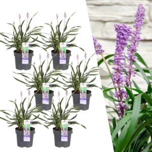 c412d60fc9b14c038c08a09b3c8310cb1765ded8e77645b8ae31c0fdebc4db0c.jpg Liriope muscari 'Ingwersen' | 6 Stücke