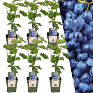 6251b7ab364b411ebf773e406064e6dbba762525fdbe4ff388a5147f7b7564d7.png Bio Weintrauben-Pflanzen | 6 Stücke