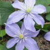 Clematis Justa | 4 Stück