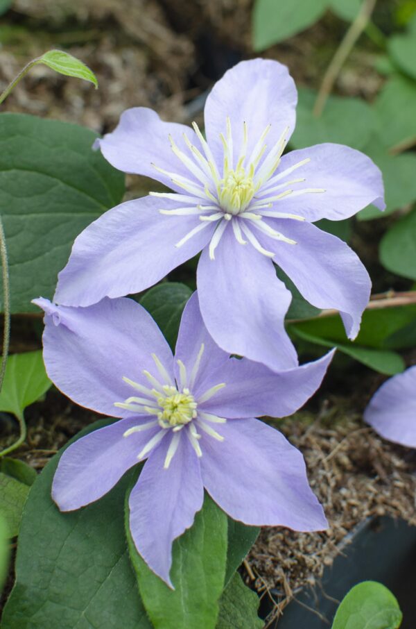 Clematis Justa | 4 Stück