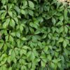 Parthenocissus q var 'Engelmannii'