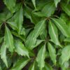 Parthenocissus q var 'Engelmannii'