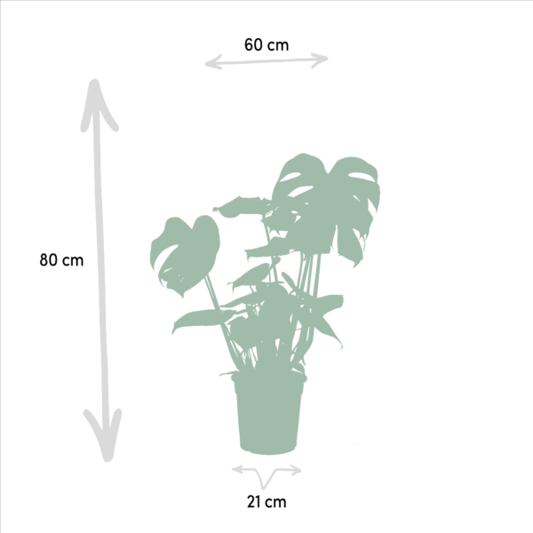 Monstera Deliciosa & Alocasia Zebrina & Strelitzia Nicolai
