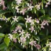 31a002c94b5f450d944fefd0c9f86ff8c8f364640f1841df9f8b1d417290f65d.jpg Trachelospermum 'Star of Ibiza' - Toskanischer Jasmin Rosa
