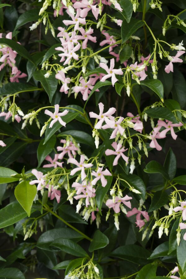 31a002c94b5f450d944fefd0c9f86ff8c8f364640f1841df9f8b1d417290f65d.jpg Trachelospermum 'Star of Ibiza' - Toskanischer Jasmin Rosa