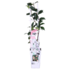 46ad53ea44684696b4830ba403c8b716c7d2cf839fe5451cb7ace1d5f0fa3fd0.png Trachelospermum 'Star of Ibiza' - Toskanischer Jasmin Rosa