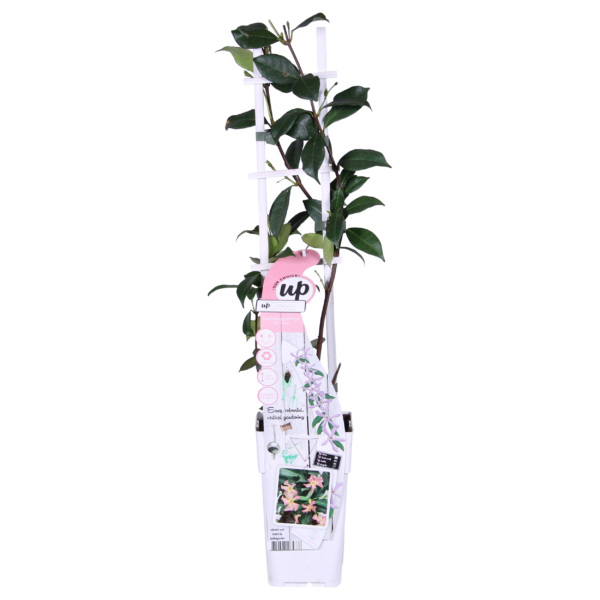 46ad53ea44684696b4830ba403c8b716c7d2cf839fe5451cb7ace1d5f0fa3fd0.png Trachelospermum 'Star of Ibiza' - Toskanischer Jasmin Rosa