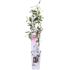 792421eb03b3437495729676ba05efa150d8a19fab444507962739f2557e85db.png Trachelospermum 'Star of Ibiza' - Toskanischer Jasmin Rosa