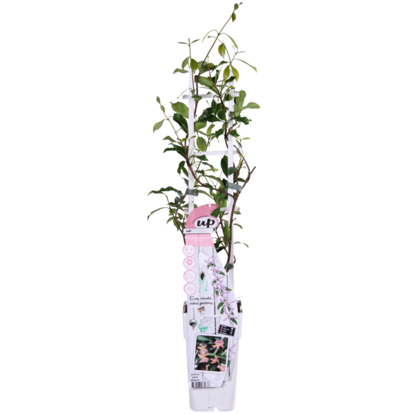 792421eb03b3437495729676ba05efa150d8a19fab444507962739f2557e85db.png Trachelospermum 'Star of Ibiza' - Toskanischer Jasmin Rosa