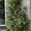 ef6f00845ad24255a9682bd8e4c8abe0ca588208ce794b51b2447e0a4e50657a.jpg Trachelospermum 'Star of Ibiza' - Toskanischer Jasmin Rosa