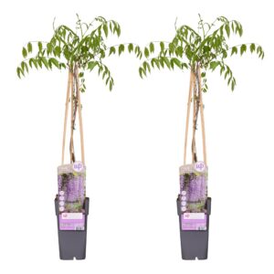 b69102d5841d48f5ab3c891a9728bdb70284f9e1ad8d44c78b54442176ca2d09.jpg Wisteria floribunda 'Naga Noda'