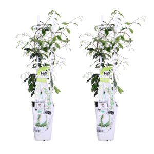 9cd63fc4349b4be6b604c78c74c056a02af398fe418a4bd2af94dd7640e3352c.jpg Trachelospermum 'Star of Venice' | 2 Stück