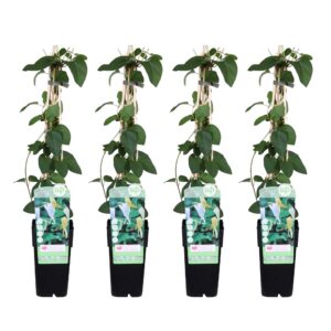 e501ebcf5a004438848e5325c694283ddfd8d5e52d334b1d9d8345cf8c1f7d50.jpg Lonicera japonica 'Halliana' | 4 Stück