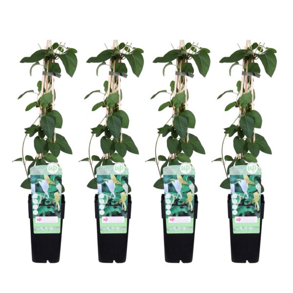 Lonicera japonica 'Halliana' | 4 Stück