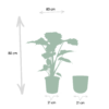 Alocasia Portodora mit Topf Mayk Blei