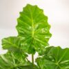 Alocasia Portodora mit Topf Mayk Blei