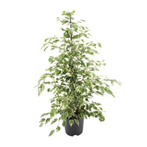 03b03138f1a645cba3a701e7bf072d30c5307ee993c14f7eb4e44032ec8c3cce.jpg Ficus benjamina Dämmerung