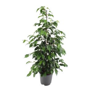 76d62fe9856940c5b1ea325310cdfe4d99d3e10ad6c5453d861a7ee8f6e20ef1.jpg Ficus benjamina Danielle