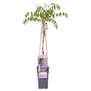 1151a4f0bfd24878bbe8ba69bc89501ecd6ec953d2864aeda9f65fc7edd267a8.jpg Wisteria floribunda 'Naga Noda'