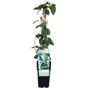 7124cdfb453e4e07845852203c0ee58b4002433c57cd4025b6cceea2d9f607aa.jpg Lonicera japonica 'Halliana'