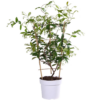 Trachelospermum 'Star of Toscana' - Toskanischer Jasmin gelb