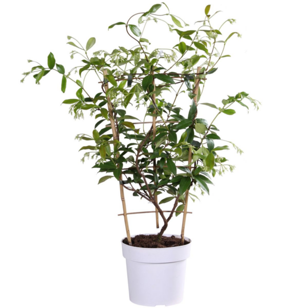 Trachelospermum 'Star of Toscana' - Toskanischer Jasmin gelb