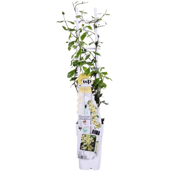 Trachelospermum 'Star of Toscana' - Toskanischer Jasmin gelb