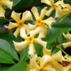 Trachelospermum 'Star of Toscana' - Toskanischer Jasmin gelb
