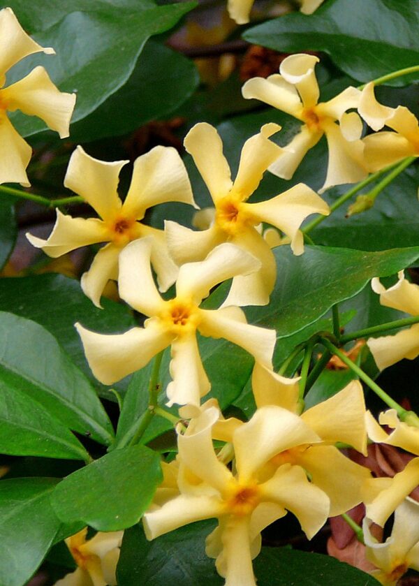 Trachelospermum 'Star of Toscana' - Toskanischer Jasmin gelb