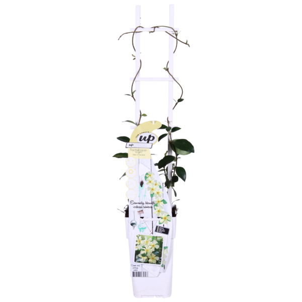 Trachelospermum 'Star of Toscana' - Toskanischer Jasmin gelb