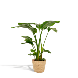8fa8e4d8b47e4b1bb2268b4f4723d97c737958ce74d242529b5434f402b3aa92.png Strelitzia Nicolai in Korb Selin