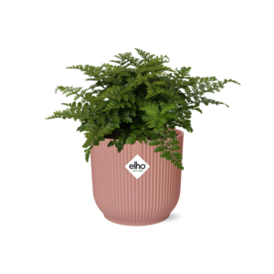 68dc1ff695c84bf2ab67d1d7af24ce19e74f8b781af7499bbd113776bf032cd3.png Asplenium Parvati in ELHO Vibes Fold rosa