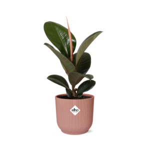 447b4b8d51214b939256516ad2315d0c2bf542e9c2534bb9a92fec7b4f5ca133.png Ficus Elastica 'Robusta' in ELHO Vibes Fold rosa