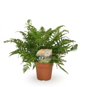 10ff0e85753c4cfabe3b4799cd5dd91bee62ce4922454cd1b99c882a49ec0f51.jpg Polystichum Tsussimense / Athyrium