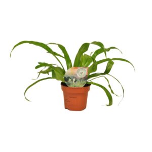 e9fcc8b0244b425cb224d4fe3c7d7732bf86feeea0bf459b939269194e74d363.jpg Asplenium Antiquum