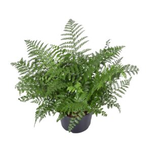 d08e1e2acd674e98b400da0a1c1009efa18f2ce6bc4b48ea89178821abf20fd0.jpg Asplenium Parvati