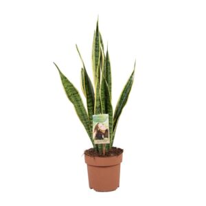 de78e0a01ae44e939b49759ad31c5a4c097cb1b71e104bef87e045d3336bd31d.jpg Sansevieria trifasciata Laurentii