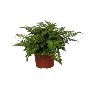459c3a84982a47628be8ebd93af13798fe0a15faf08e46a6aef05d981bb461ba.jpg Asplenium Parvati