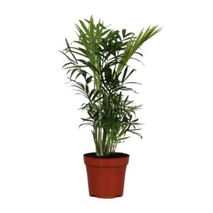 815f3681998546de9a23326a9872b89fe6ebd095fc054f08a5a48bd0a6b94294.jpg Chamaedorea Elegans
