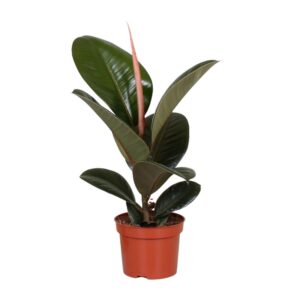 56c6f978c0c042b0bb98a10b2653ddb9d77ec653d0fb486ebf9a6948afc8f9b0.jpg Ficus Elastica Robusta