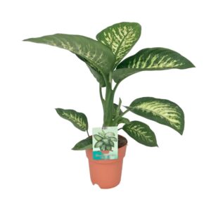 ddfdee72ddcf4b819e6a4e2dfc025627ace5edf2ec8040aab01c407f951cf843.jpg Dieffenbachia Seguine Tropic Snow