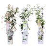 33e178c303ed4345bb2c491e29711709c20c22a400834b3cbe8965a5febb95e7.jpg Trachelospermum-Mischung | 3 Stück