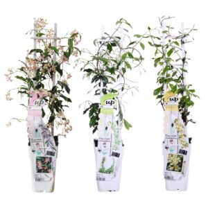 33e178c303ed4345bb2c491e29711709c20c22a400834b3cbe8965a5febb95e7.jpg Trachelospermum-Mischung | 3 Stück