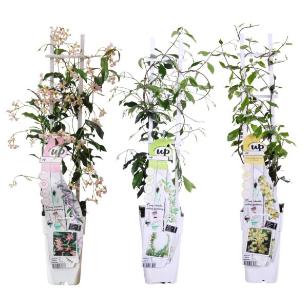 33e178c303ed4345bb2c491e29711709c20c22a400834b3cbe8965a5febb95e7.jpg Trachelospermum-Mischung | 3 Stück