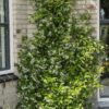 3e74413d285a4a979b56476379a7cca0b54f677cfe4c468aaf368bf1e990fe03.jpg Trachelospermum-Mischung | 3 Stück