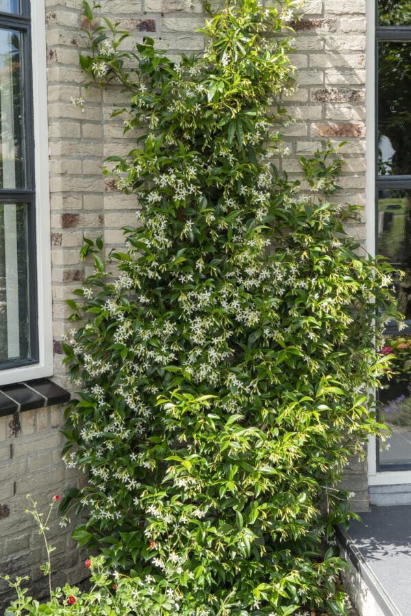 3e74413d285a4a979b56476379a7cca0b54f677cfe4c468aaf368bf1e990fe03.jpg Trachelospermum-Mischung | 3 Stück
