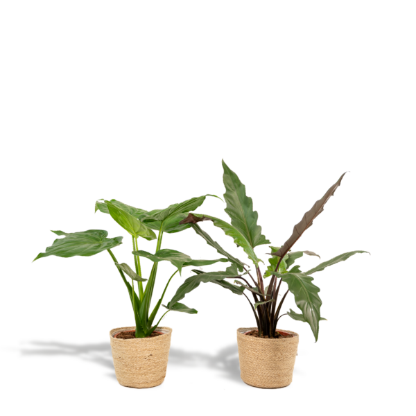 Alocasia Cucullata & Alocasia Lauterbachiana in Korb Selin