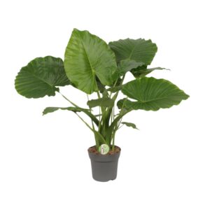 59e9b033b439459fa2d63e2d5038846fe7474e5279ed40b795d52a76dd69fa56.jpg Alocasia Gageana Kalifornien